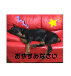 ドーベルマンと家族（個別スタンプ：4）