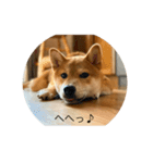 柴犬の春太（個別スタンプ：1）