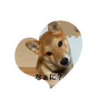 柴犬の春太（個別スタンプ：2）