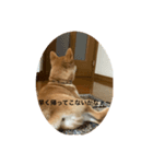 柴犬の春太（個別スタンプ：3）