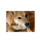 柴犬の春太（個別スタンプ：4）
