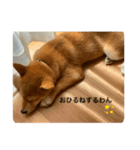 柴犬の春太（個別スタンプ：5）