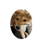 柴犬の春太（個別スタンプ：6）