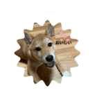 柴犬の春太（個別スタンプ：8）