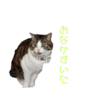 くーちゃんスタンプPART.4超増量‼️（個別スタンプ：7）