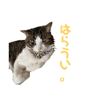 くーちゃんスタンプPART.4超増量‼️（個別スタンプ：9）