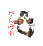 くーちゃんスタンプPART.4超増量‼️（個別スタンプ：11）