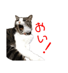 くーちゃんスタンプPART.4超増量‼️（個別スタンプ：13）
