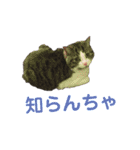 くーちゃんスタンプPART.4超増量‼️（個別スタンプ：16）