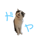 くーちゃんスタンプPART.4超増量‼️（個別スタンプ：29）