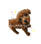 スタンプこむぎちゃん（個別スタンプ：4）