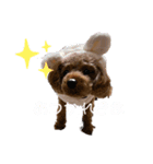 スタンプこむぎちゃん（個別スタンプ：5）