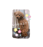スタンプこむぎちゃん（個別スタンプ：13）