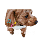スタンプこむぎちゃん（個別スタンプ：16）