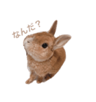 うさぎのもちゃ（個別スタンプ：1）