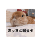 うさぎのもちゃ（個別スタンプ：3）
