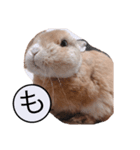 うさぎのもちゃ（個別スタンプ：6）