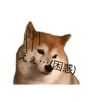 便利な柴犬先輩（個別スタンプ：1）