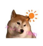 便利な柴犬先輩（個別スタンプ：2）