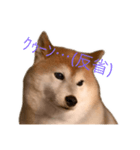 便利な柴犬先輩（個別スタンプ：3）