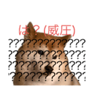 便利な柴犬先輩（個別スタンプ：4）