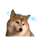 便利な柴犬先輩（個別スタンプ：5）