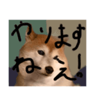 便利な柴犬先輩（個別スタンプ：6）