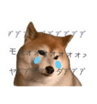 便利な柴犬先輩（個別スタンプ：7）