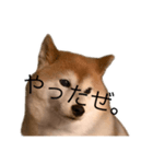 便利な柴犬先輩（個別スタンプ：8）