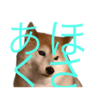 便利な柴犬先輩（個別スタンプ：9）