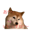 便利な柴犬先輩（個別スタンプ：10）