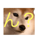 便利な柴犬先輩（個別スタンプ：11）