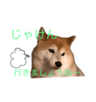 便利な柴犬先輩（個別スタンプ：12）