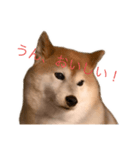 便利な柴犬先輩（個別スタンプ：13）