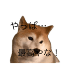 便利な柴犬先輩（個別スタンプ：14）