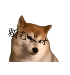 便利な柴犬先輩（個別スタンプ：15）