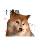 便利な柴犬先輩（個別スタンプ：16）