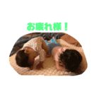 うちのこかわいいスタンプ（個別スタンプ：12）