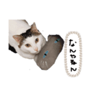 ねこのけだまスタンプ（個別スタンプ：3）