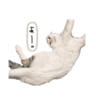 ねこのけだまスタンプ（個別スタンプ：5）