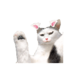 ねこのけだまスタンプ（個別スタンプ：8）