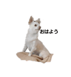 い·ぬ·（個別スタンプ：1）