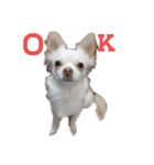 い·ぬ·（個別スタンプ：3）