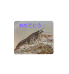 い·ぬ·（個別スタンプ：6）