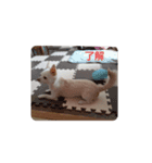 い·ぬ·（個別スタンプ：7）