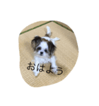くーちゃんスタンプだよ⭐️（個別スタンプ：5）