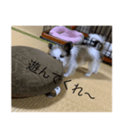 くーちゃんスタンプだよ⭐️（個別スタンプ：6）