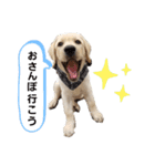 ラブラドールの祭くん（個別スタンプ：3）