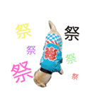 ラブラドールの祭くん（個別スタンプ：11）