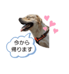 ラブラドールの祭くん（個別スタンプ：16）